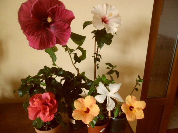 hibiscus grup