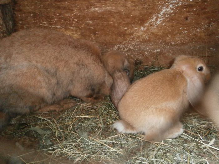 P7010152 - a              arhiva   de vanzare iepuri de rasa iulie 2013