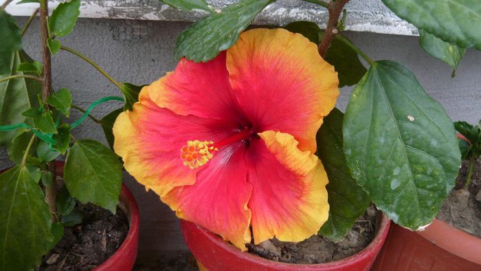 Picture 4472 - x 2013 Hibiscus rosa sinesis