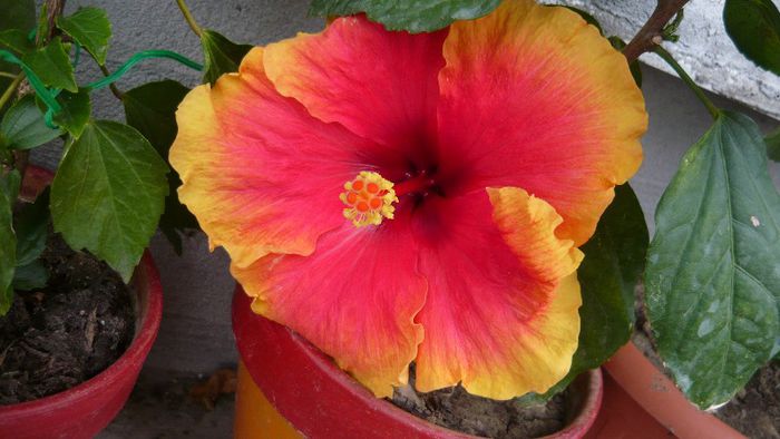 Picture 4473 - x 2013 Hibiscus rosa sinesis