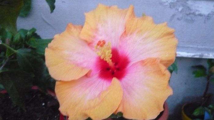 Picture 4495 - x 2013 Hibiscus rosa sinesis