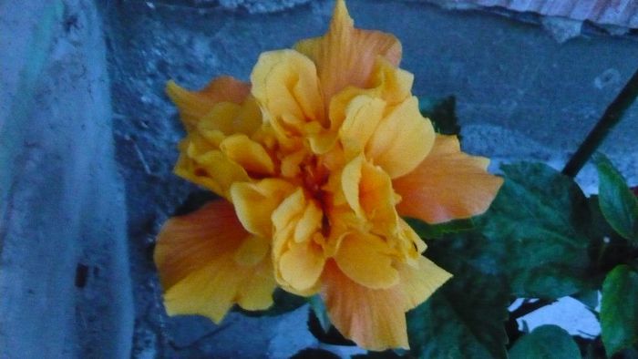 Picture 4519 - x 2013 Hibiscus rosa sinesis