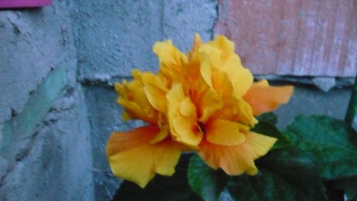 Picture 4520 - x 2013 Hibiscus rosa sinesis