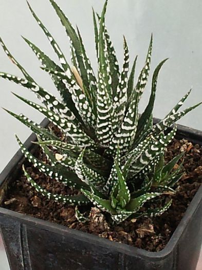 Haworthia fasciata "big band" - Haworthia fasciata -big band