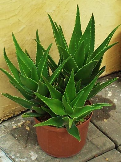 Aloe x delaetii = aloe ciliaris x aloe succotrima - Aloe x delaetii