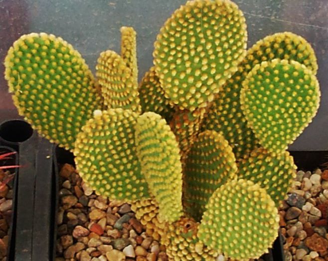 Opuntia microdasys v. pallida