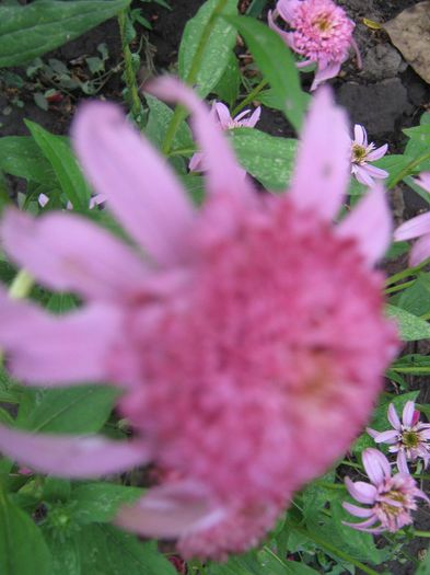 echinaceea - ECHINACEA