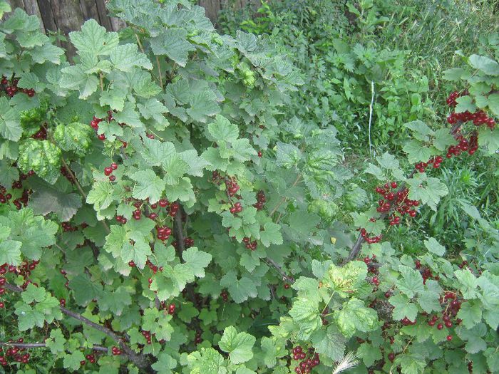 coacaz rosu - ARBUSTI SI POMI FRUCTIFERI