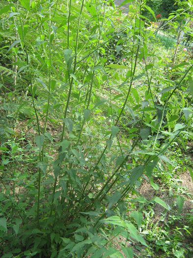 keria japonica - ARBUSTI SI POMI FRUCTIFERI