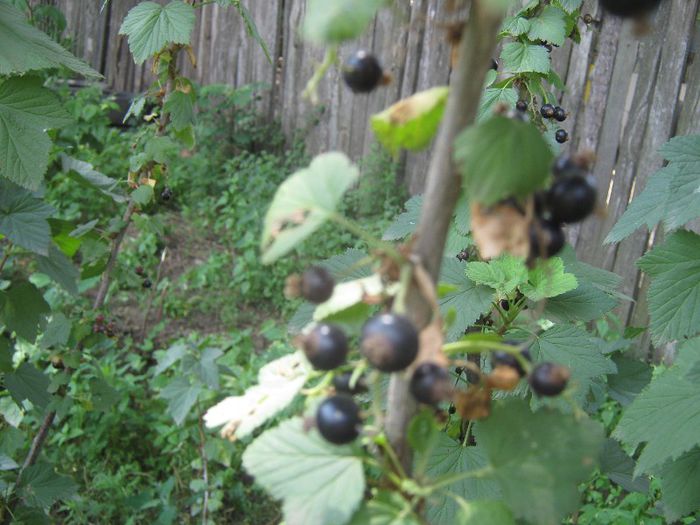 coacaz  negru