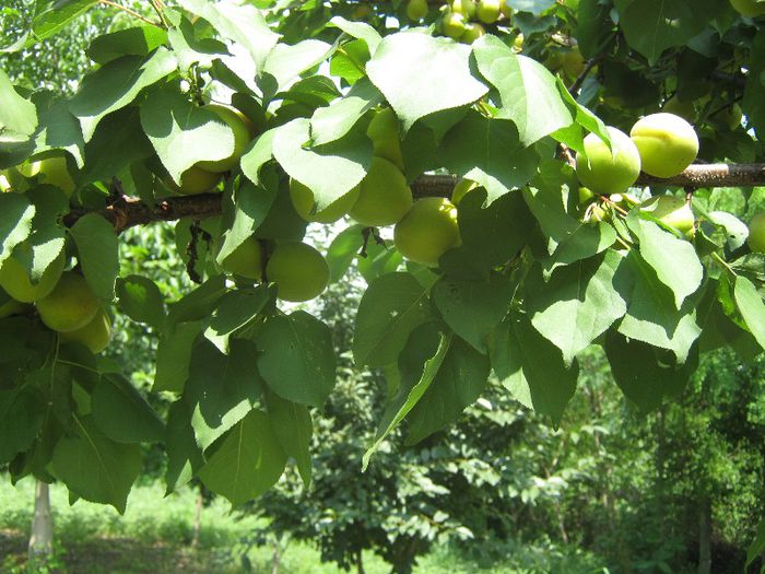 cais - ARBUSTI SI POMI FRUCTIFERI