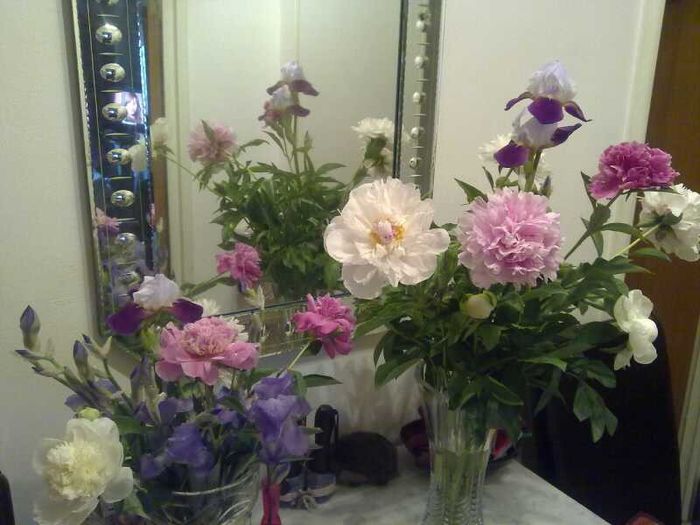 Bujori parfumati si Irisi - Flori splendide in vaza 2013 2014