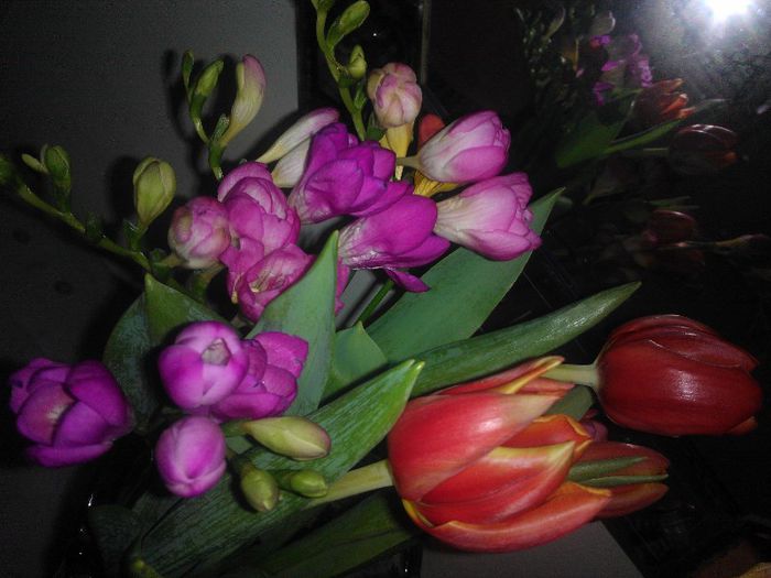 Frezii si lalele - Flori splendide in vaza 2013 2014