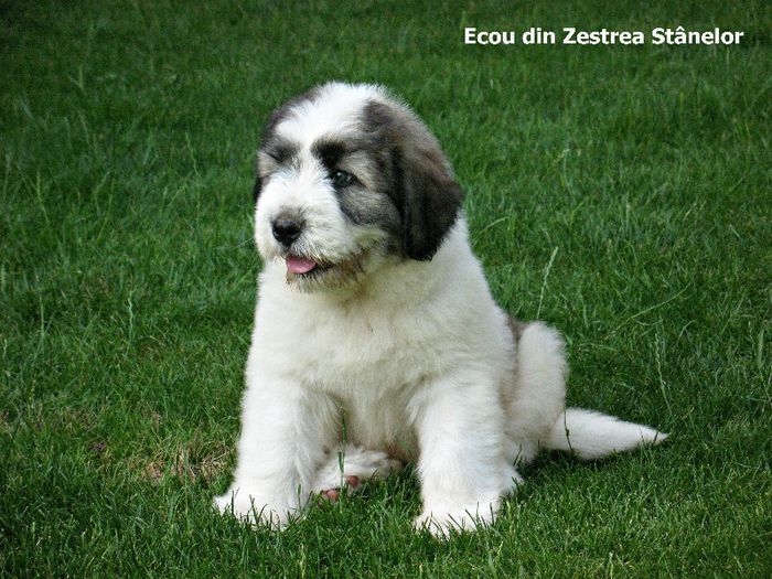 Ecou din Zestrea Stanelor; Ecou din Zestrea Stanelor
