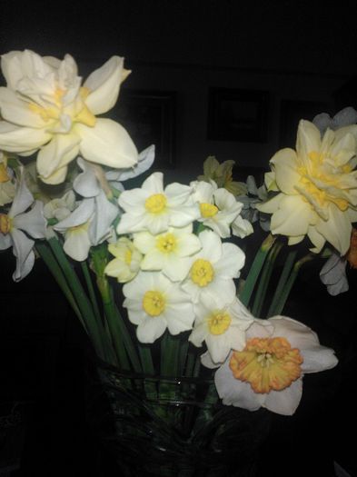 Narcise :) - Flori splendide in vaza 2013 2014