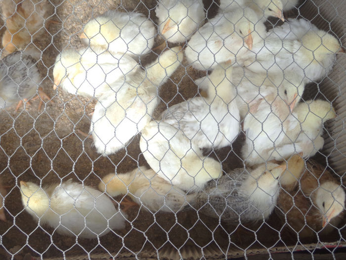 Picture 001 - Animalele mele