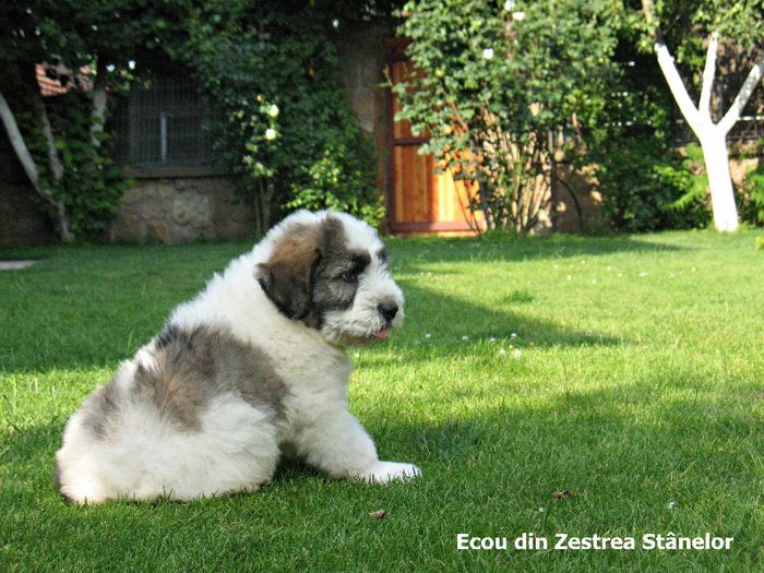 Ecou din Zestrea Stanelor - Catei din Oli