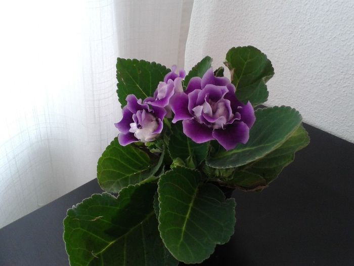 20130618_164726 - Gloxinia