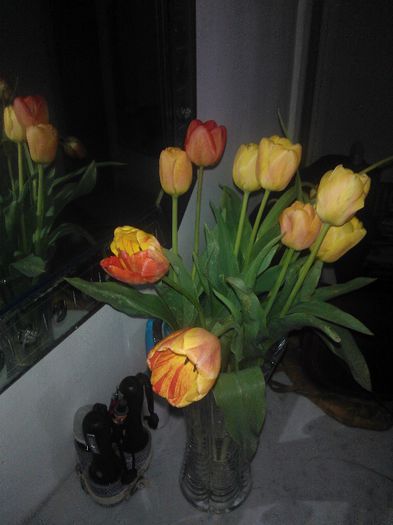 Lalele |arlechino" in 2 culori - Flori splendide in vaza 2013 2014