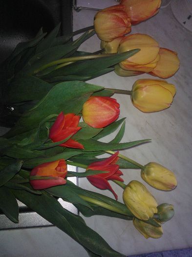 Tulips - Flori splendide in vaza 2013 2014