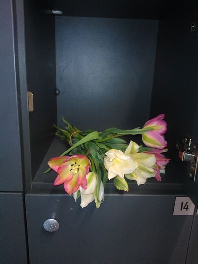 Lalele de gradina - Flori splendide in vaza 2013 2014