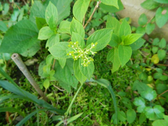 Boboci de hydrangea paniculata