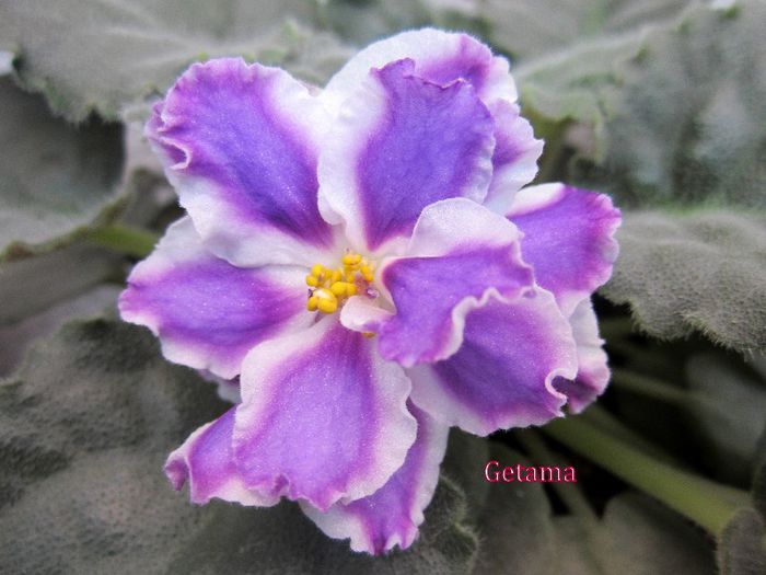 RS-Romantika 1 - AFRICAN VIOLETS