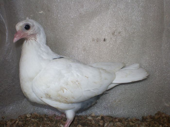 moriscari romanesti parintii