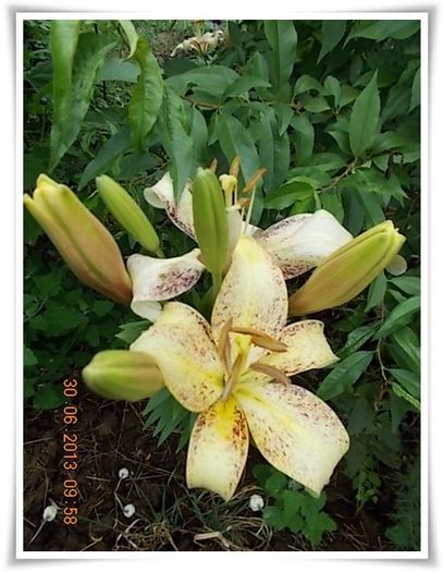 DSCN7654 - flori diverse 2013