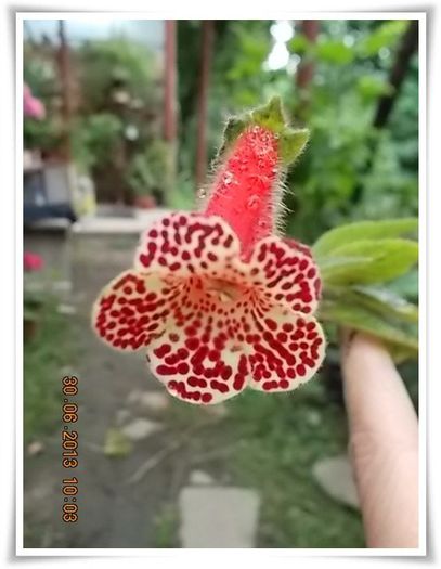 DSCN7672 - flori diverse 2013