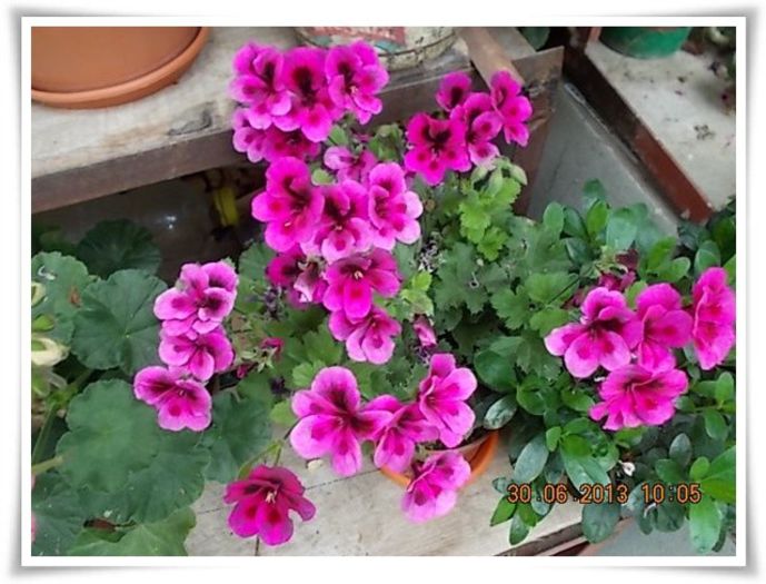 DSCN7677 - flori diverse 2013