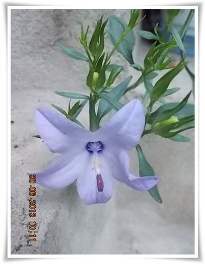 DSCN7682 - flori diverse 2013