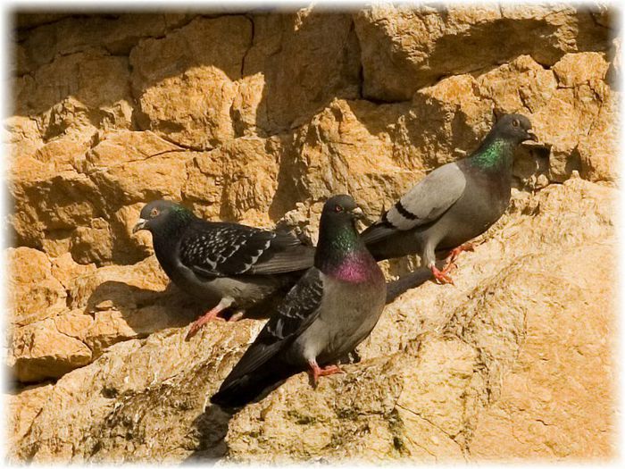 rock_pigeons_on_cliffs - EU
