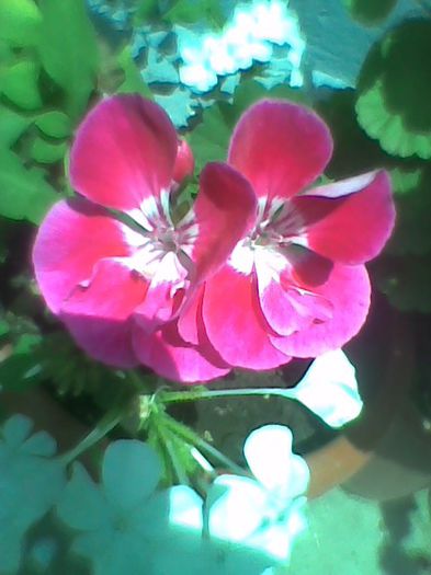 Imag0453
