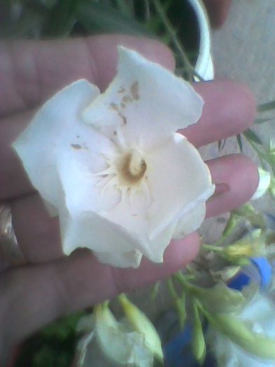 leandru alb - diverse flori 2013