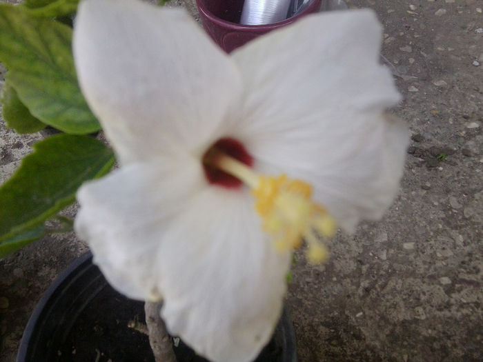 Fotografie3668 - hibiscusi 2013-1