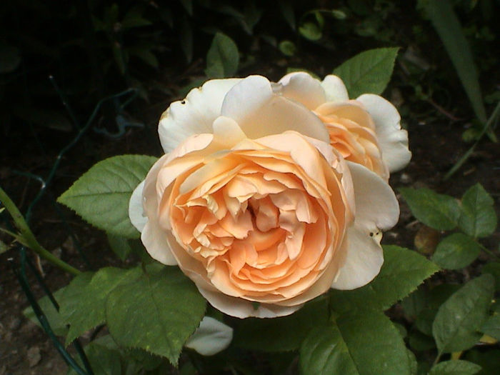 DSC00546 - Ambridge Rose