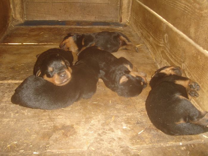 4 femele si 1 mascul