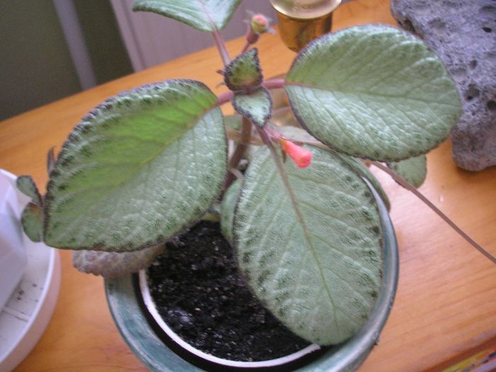 Episcia Green Aga - ALTE GESNERIACEAE