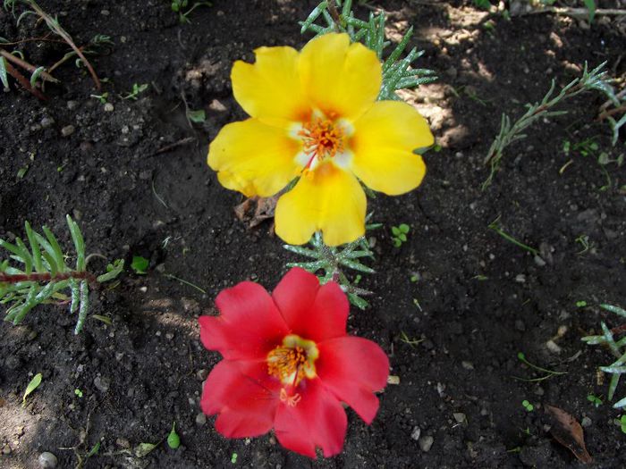 portulaca(flori de piatra)