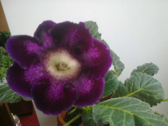 11514_624379077586763_891746032_n