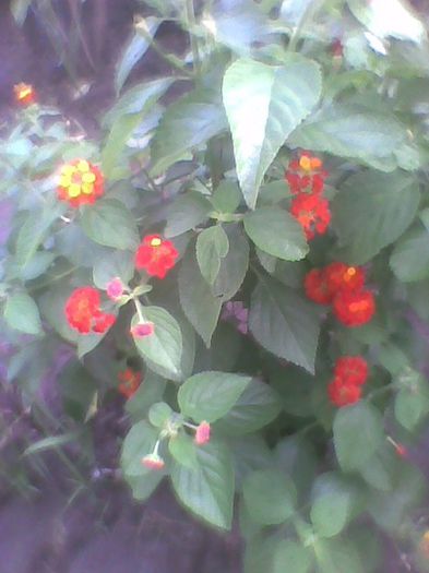 lantana - flori de gradina 2013