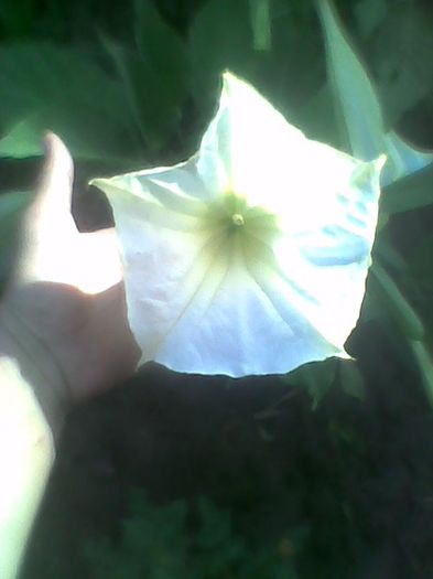 brugmansie alba simpla - flori de gradina 2013