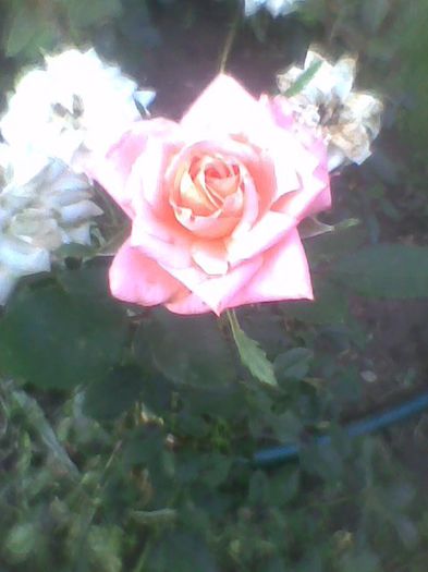 Imag0501 - flori de gradina 2013