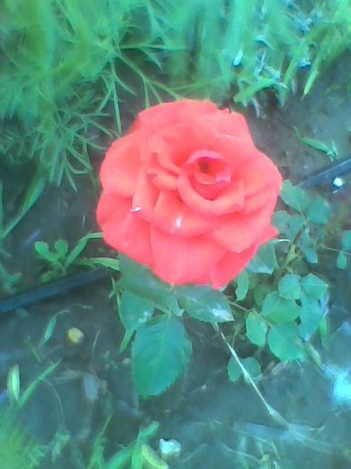 Imag0516 - flori de gradina 2013
