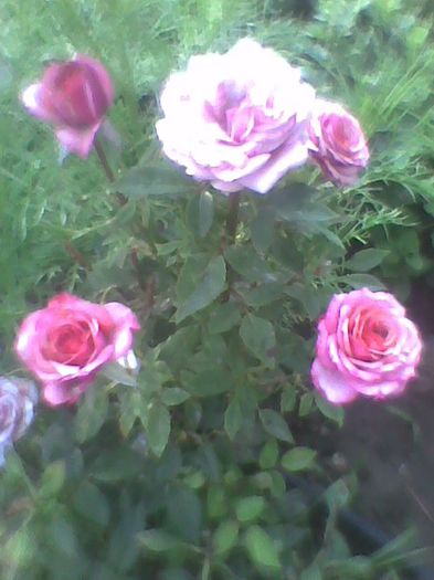 Imag0520 - flori de gradina 2013