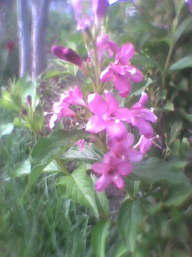 wengelia roza - flori de gradina 2013