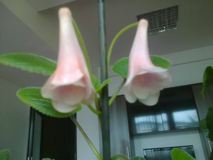 1012757_624380517586619_471680148_n