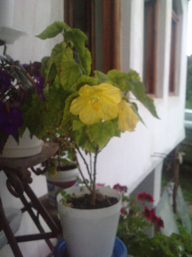 P300613_20.240004