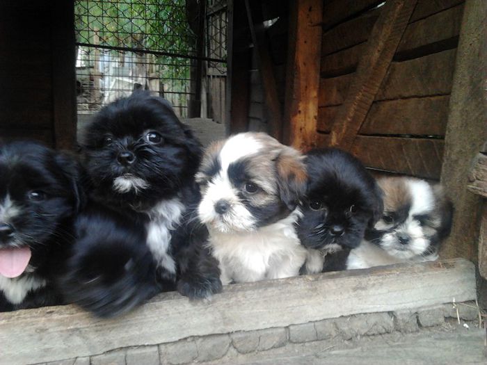  - Shih Tzu